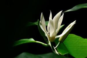Aceite de Perfume Natural, Aceite de Hoja de Magnolia Dulce, Fragancia Líquida con Extracto de Plantas, 100% Puro, Sabor a Tabaco, Alto Contenido de Linalool - Product Image 3