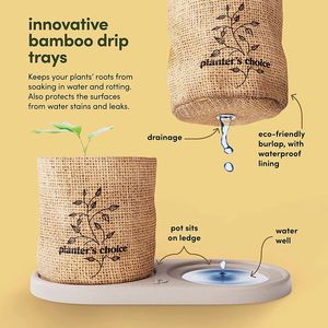 Kit de inicio de árbol de bonsái pequeño de lujo, Kit de cultivo de jardín <span class=keywords><strong>interior</strong></span> con herramientas de maceta de fertilizante para el cuidado de las plantas - Product Image 3