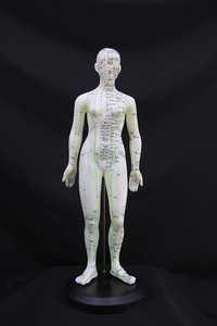 Modello di Punti di Agopuntura Umani Maschili per Muscoli del Corpo, Stile Cinese - Product Image 2