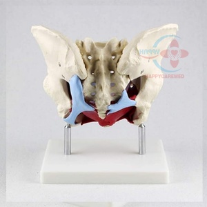 Modèle de squelette pelvien féminin HC-S228, modèle médical de bassin féminin avec anatomie des muscles du plancher pelvien - Product Image 3