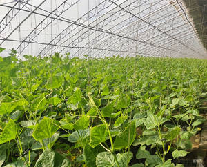 Plástico para Invernadero de 200 Micras de Polietileno en Venta - Película Agrícola de 5 Años para Tomate, Vegetales, Flores y Frutas - Product Image 6