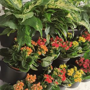 Système de Jardin Vertical en Gros, Mur Végétal Artificiel, Jardinière en Plastique pour Plantes Vivantes - Product Image 5