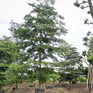 Terminalianeotalialacapuron trồng cây lá xanh cây cây trang trí sân vườn cây cảnh ngoài trời - Product Image 2