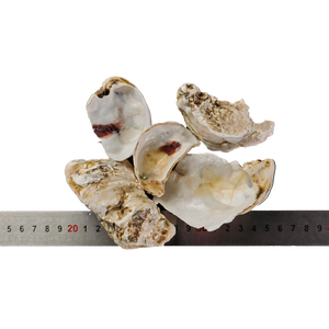 Guscio decorativo collezione naturale lumaca rosso bianco guscio di ostrica ghiaia per acquario giardino paesaggistica e artigianato - Product Image 4