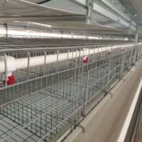Cage de batterie pour l'élevage de volailles, pigeons et cailles avec système d'abreuvement automatique