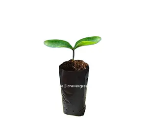 Black Plastic Seedling Bags Planter Pot Nursery Bag