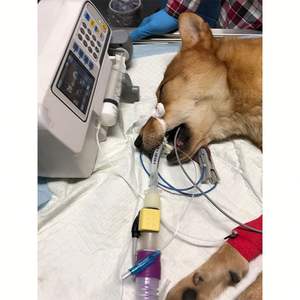 SY-G079-<span class=keywords><strong>5</strong></span>_Vet Portable <span class=keywords><strong>Seringue</strong></span> Pompe À Perfusion Automatique Hôpital Pet Vet Vétérinaire <span class=keywords><strong>Seringue</strong></span> Pompe - Product Image 2