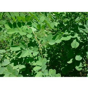 Poudre de feuilles d'indigo premium offrant une nutrition naturelle à base de plantes, favorisant la brillance des cheveux, la croissance, la protection et le cuir chevelu - Product Image 4