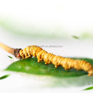 2000 buah Per kg <span class=keywords><strong>Cordyceps</strong></span> liar Sinensis Nagqu <span class=keywords><strong>Cordyceps</strong></span> suplemen jamur <span class=keywords><strong>Cordyceps</strong></span> terbaik - Product Image 2