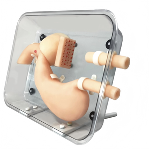 Медицинская наука ERCP учебный манекен гастроскопическая операционная модель от бренда CN ZHE для медсестер школ и больниц - Product Image 1
