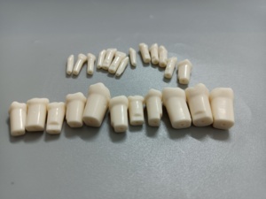 Modèle pédiatrique dentaire professionnel de résine pour la science médicale et l'installation et la formation de mannequin - Product Image 6