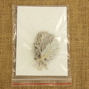 Venta al por mayor Hojas de flores de plata preservadas <span class=keywords><strong>Senecio</strong></span> Cineraria Hojas preservadas - Product Image 6