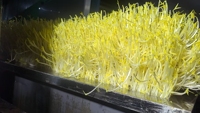 Commerciële Volautomatische Bonenspruitreinigingsmachine Soja Spruitwasmachine Mung Bean Spruit Reinigingsmachine