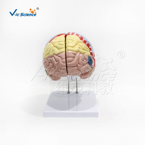 Modèle anatomique VIC-N027D : 2x modèles de localisation fonctionnelle du cortex cérébral ; Modèle anatomique du cerveau humain - Product Image 3
