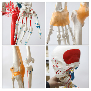 Modèle de crâne FRT002, moitié ligaments, moitié muscles peints, points d'origine et d'insertion détachables, squelette humain de 176 cm - Product Image 4