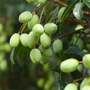 <span class=keywords><strong>Huile</strong></span> <span class=keywords><strong>d</strong></span>'<span class=keywords><strong>olive</strong></span> marocaine pour cheveux - 100% pure et naturelle, <span class=keywords><strong>huile</strong></span> essentielle <span class=keywords><strong>d</strong></span>'Olea Europaea pressée à froid |   <span class=keywords><strong>Prix</strong></span> de gros en vrac 1 kg - Product Image 3