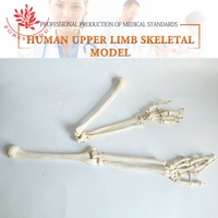 Modelo Flexible de PVC 1:1 de Huesos del Brazo, Anatomía de la Extremidad Superior, Prótesis de Demostración Ortopédica, Modelo de Anatomía de la Extremidad Superior