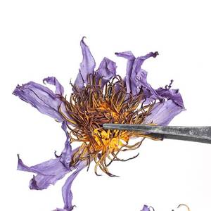 Fiori di Loto Blu Essiccati Naturali all'Ingrosso, Boccioli di Loto Blu Essiccati Interi per Tisane - Product Image 4