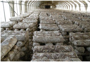 Máquina <span class=keywords><strong>de</strong></span> embolsado <span class=keywords><strong>de</strong></span> <span class=keywords><strong>hongos</strong></span> comercial para motor <span class=keywords><strong>de</strong></span> componente <span class=keywords><strong>de</strong></span> núcleo <span class=keywords><strong>de</strong></span> micelio <span class=keywords><strong>de</strong></span> <span class=keywords><strong>hongos</strong></span> para embalaje <span class=keywords><strong>y</strong></span> cultivo <span class=keywords><strong>de</strong></span> compost <span class=keywords><strong>de</strong></span> <span class=keywords><strong>hongos</strong></span> - Product Image 6