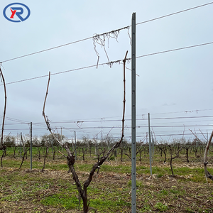 <span class=keywords><strong>Postes</strong></span> de valla de enrejado de viñedo galvanizado en caliente de Metal de acero/plantas de vid de alta resistencia 2, 4mX2.2mm <span class=keywords><strong>postes</strong></span> de viñedo poste de perfil Z - Product Image 5