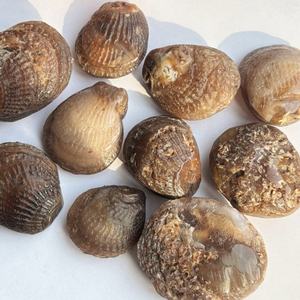 Coquilles de coquillages fossiles naturelles jadeifiées en gros pour la décoration de jardin, la décoration intérieure, les cadeaux et les projets de bricolage - Product Image 1