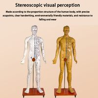 Modèle d'acupuncture chinoise en PVC, corps masculin/féminin, directement de l'usine, pour l'éducation en MTC et la pratique de l'acupuncture Deren DRRTXW