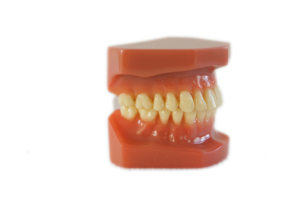 <span class=keywords><strong>Modello</strong></span> ortodontico di vendita caldo senza staffe <span class=keywords><strong>modello</strong></span> didattico di pratica - Product Image 3