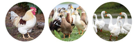 Épilateur automatique pour volailles Épilation Poulet Oie Canard Caille Pigeon Machine à épiler les plumes de poulet pour la cueillette