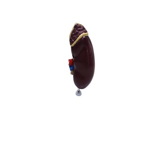 Modèle d'anatomie du rein humain ; structure vasculaire en coupe transversale du rein ; outil pédagogique et de formation en urologie médicale. - Product Image 5