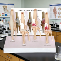 Modèle de progression de l'arthrose canine du genou, Affichage pédagogique d'anatomie vétérinaire en 4 étapes