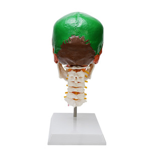 Modelo anatómico del <span class=keywords><strong>esqueleto</strong></span> de la anatomía humana <span class=keywords><strong>con</strong></span> la vértebra cervical coloreada de los <span class=keywords><strong>huesos</strong></span> - Product Image 5