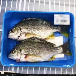 Tampon absorbant alimentaire en polymère double couche vert 110x70mm pour viande et produits frais, Misource Blanc, Noir - Product Image 4