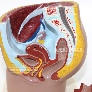 Modèles biologiques des parties génitales masculines et féminines Qinghua, instruments éducatifs biologiques, organes humains, démonstration médicale - Product Image 2