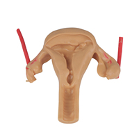 Simulateur de formation sur dispositif intra-utérin (DIU) féminin, modèle anatomique médical scientifique en PVC couleur chair, pour l'enseignement