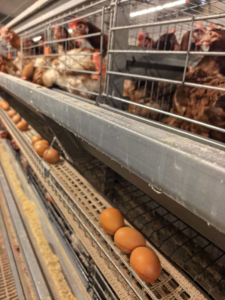 Nuevas Jaulas para Gallinas Ponedoras Tipo H, Duraderas, de Acero Galvanizado, para Sistema de Cría Avícola en Batería, con Alimentación Automática - Product Image 4