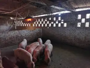 מפעל ישיר מתכת סיבי אינפרא אדום גז מחמם עבור בית חזרזירים