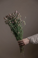 Vente en gros gousses de nigelle séchées naturelles pour décoration de vase de fête mariage