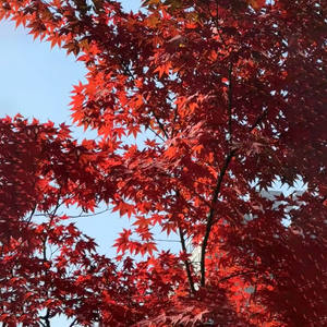 Serat kaca dalam ruangan besar buatan pohon Maple merah bunga pinus bionik Zen lansekap jendela dekorasi lantai jendela SELAMAT DATANG - Product Image 1