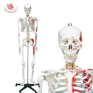 Mô hình bộ xương người thật frt002a W/nửa cơ thể màu cơ bắp bắt đầu và điểm kết thúc 176cm mô hình khoa học y tế - Product Image 1