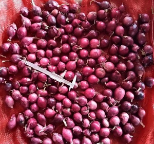 Cây trồng mới hẹ đỏ tươi hẹ vàng tươi hành tây cỡ nhỏ - Product Image 4