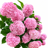 Hortensias roses fraîchement coupées de qualité A, fleurs décoratives en gros, origine Yunnan, pour mariage, anniversaire, hôtel et décoration intérieure