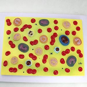 Modelo anatómico de glóbulos para medicina interna, enseñanza de Fisiopatología para estudiantes de clase, suministros de Maniquí de Hematología - Product Image 3