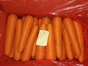 High Quality 2L 250-300g New Crop Orange Fresh Carrots 0.1kg Carton Shandong Farm-fresh Non-GMO Carefully <strong>Sorted</strong> Perfect - Product Image 5