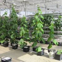 Seau hollandais carré en plastique Pot de fleur Seau hollandais hydroponique à la fraise pour la plantation hydroponique de tomates et de concombres