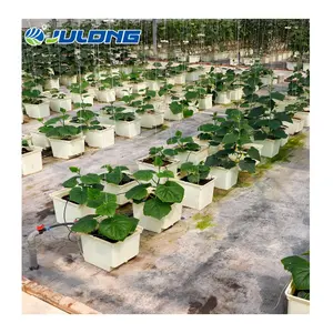 Sistema hidropônico do balde do dutch da greenhouse agrícola sistema de tomate dutch