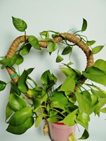 Vente en gros de poteau de mousse en fibre de coco pliable et écologique de 30 pouces Grands totems naturels pour l'escalade de plantes de jardin à la maison