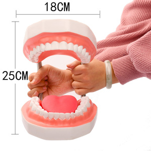 6X Modèle de dents artificielles sans couture avec langue, 28 dents, pour enseignement dentaire CE/ISO - Product Image 5