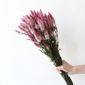 Ramo de Flores de <span class=keywords><strong>Celosia</strong></span> Secas Naturales, Ramo de Flores Secas Preservadas Reales para Decoración del Hogar, Arreglos Florales para Bodas - Product Image 1