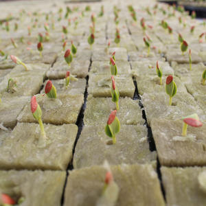 Démarreur <span class=keywords><strong>de</strong></span> graines <span class=keywords><strong>de</strong></span> <span class=keywords><strong>laine</strong></span> <span class=keywords><strong>de</strong></span> <span class=keywords><strong>roche</strong></span> hydroponique Medium Cube Seed Starter <span class=keywords><strong>pour</strong></span> pots <span class=keywords><strong>de</strong></span> fleurs et jardinières - Product Image 5