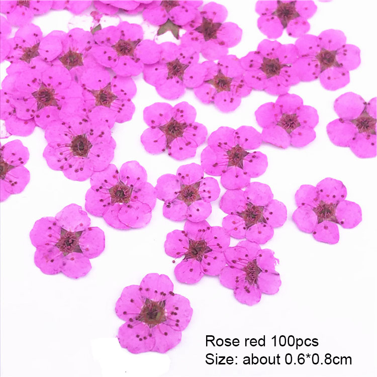 5/Petite jonquille rose rouge